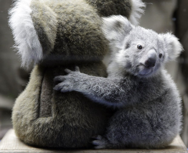 Animal shots of the week